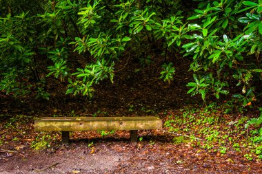 Tezgah ve çalıların içinde büyük Smoky Dağları Ulusal bir iz boyunca