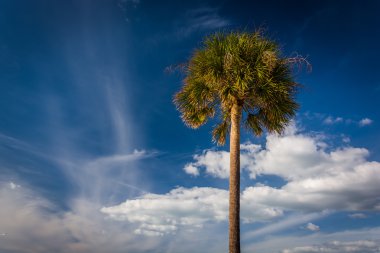 Palmiye ağacı ve Clearwater Beach, Florida gökyüzünde bulutlar. 