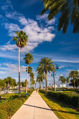 Clearwater Beach, Florida'da bir kaldırım boyunca palmiye ağaçları. 