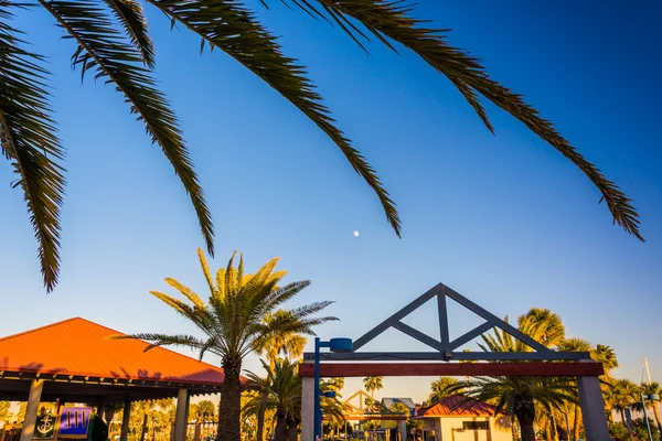 Folhas de palmeira em Clearwater Beach, Florida . — Fotografia de Stock