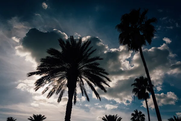 Palmeras y nubes en Clearwater Beach, Florida . —  Fotos de Stock