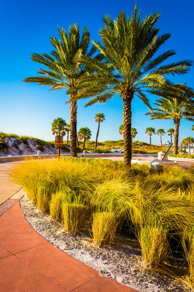 Palm trees along a path in Clearwater Beach, Florida. — Stock Photo, Image
