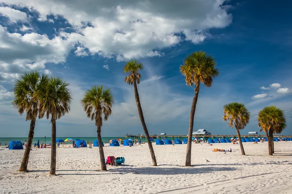 Palmy na pláži v Clearwater Beach, Florida. — Stock fotografie