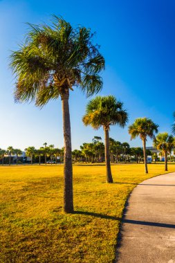 Florida, Daytona Sahili 'ndeki patika boyunca uzanan palmiye ağaçları.