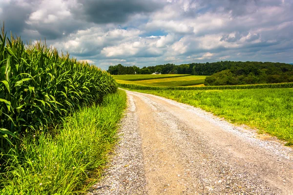 Champs de maïs le long d'un chemin de terre dans le comté rural de Carroll, Maryland . — Photo