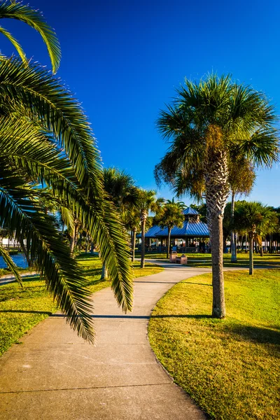 Palmbomen langs een pad in Daytona Beach, Florida. — Stockfoto
