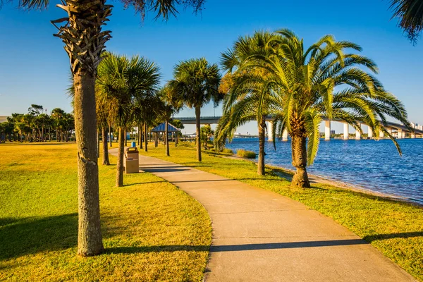 플로리다주 데이토나 해변의 길을 따라 있는 야자나무. — 스톡 사진