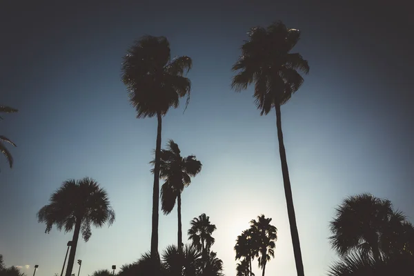 Daytona Beach, Florida'da uzun palmiye ağaçları. — Stok fotoğraf