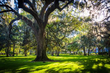 Büyük meşe ağaçları ve Forsyth Parkı, Savannah, Geor İspanyolca yosun