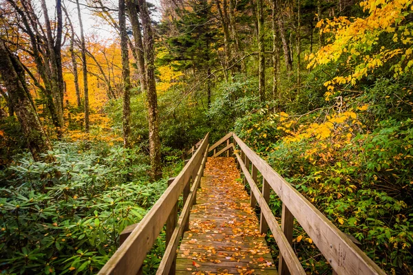 Color de otoño y puente en el sendero Tanawha, a lo largo del Blue Rid — Foto de Stock
