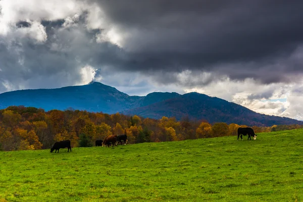 Krowy w dziedzinie hodowli i widok Grandfather Mountain wzdłuż — Zdjęcie stockowe