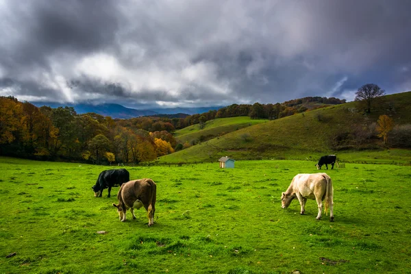 Корови в полі в Moses конус Park, на Blue Ridge Parkway, N — стокове фото