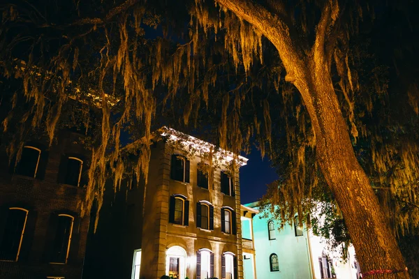 家や S の夜・ ドライトン ストリートに張り出したカシ木 — ストック写真
