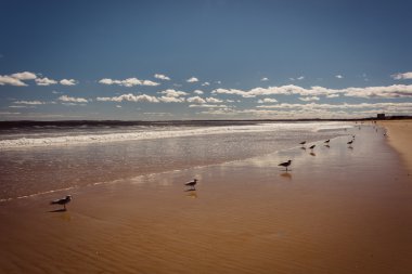 Martılar Old Orchard Beach, Maine sahilde.