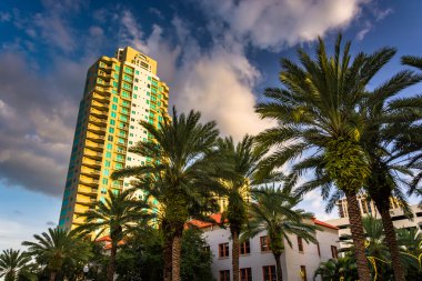 Saint Petersburg, Florida'da gökdelen ve palmiye ağaçları.