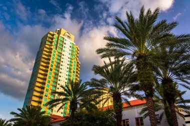 Saint Petersburg, Florida'da gökdelen ve palmiye ağaçları.