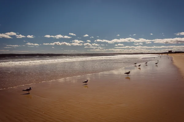 Meeuwen op het strand in Old Orchard Beach, Maine. — Stockfoto