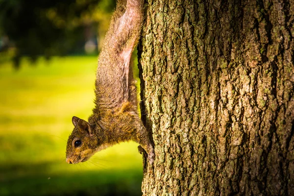 Eichhörnchen auf einem Baum in Saint petersburg, Florida. — Stockfoto