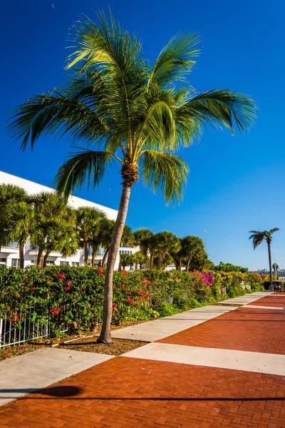 키 웨스트, 플로리다에 있는 Harborwalk에 팜 나무. — 스톡 사진