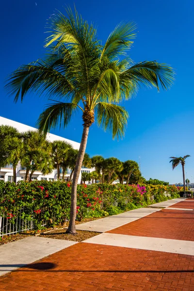 Palmera en el Harborwalk en Key West, Florida . —  Fotos de Stock