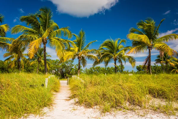 Palme e sentiero sulla spiaggia a Smathers Beach, Key West, Florida . — Foto Stock