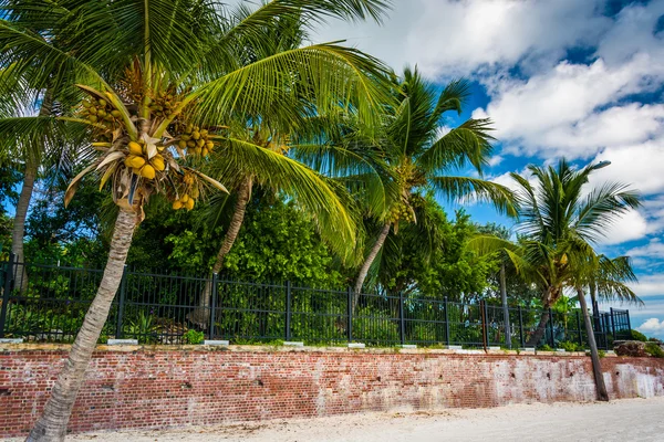 Palmbomen op Higgs Beach, Key West, Florida. — Stockfoto