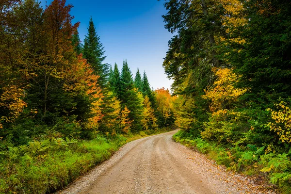 Autumn color along a dirt road in White Mountain National Forest — Stock Photo, Image