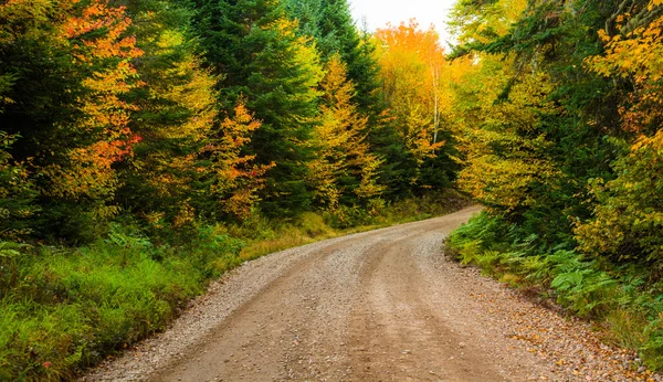 Autumn color along a dirt road in White Mountain National Forest — Stock Photo, Image