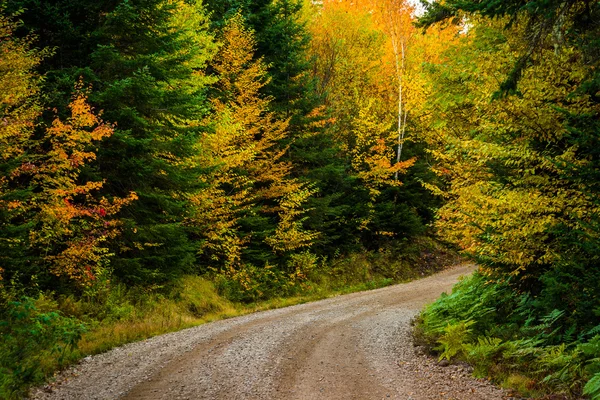 Autumn color along a dirt road in White Mountain National Forest — Stock Photo, Image