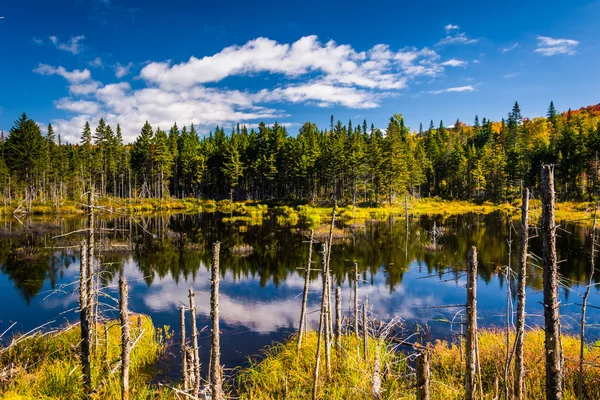 Moerassig vijver in White Mountain National Forest (New Hampshire). — Stockfoto