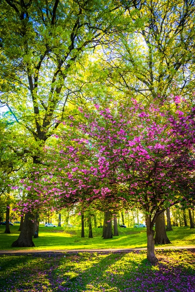 Árvores coloridas em Druid Hill Park, Baltimore, Maryland . — Fotografia de Stock