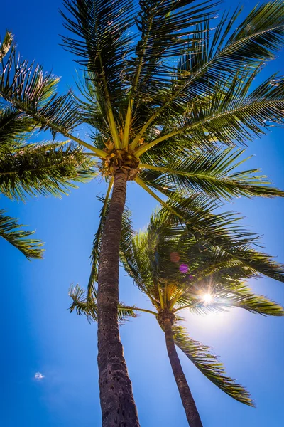 Die Sonne scheint durch Palmen am Palmenstrand, florida. — Stockfoto