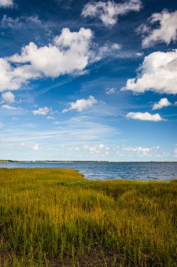 Marsh Waterfront Park'ta Charleston, Güney Carol çimenler