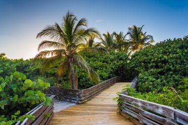 Palmiye ağaçları bir tahta Singer Island, Florida boyunca.