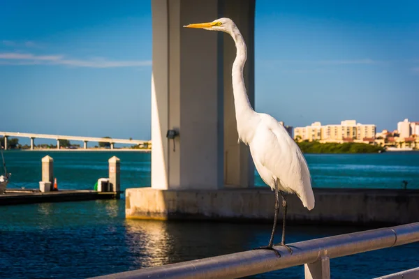 Stříbřitá v Clearwater, Florida. — Stock fotografie