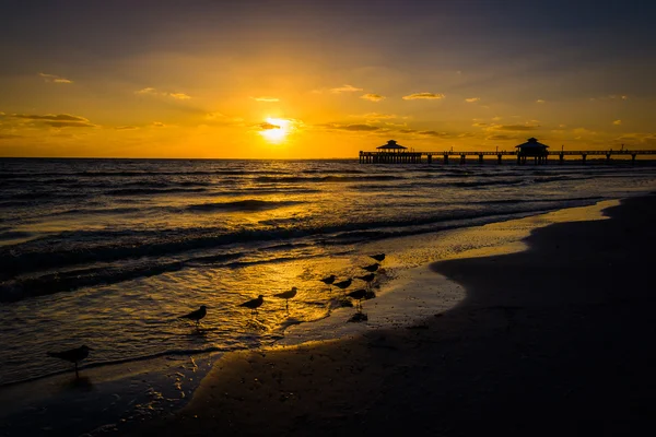 Möwen und Fischersteg bei Sonnenuntergang in Fort Myers Beach, Florida — Stockfoto
