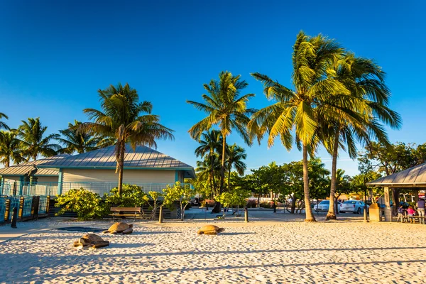 Palmbomen op het strand in Fort Myers Beach, Florida. — Stockfoto