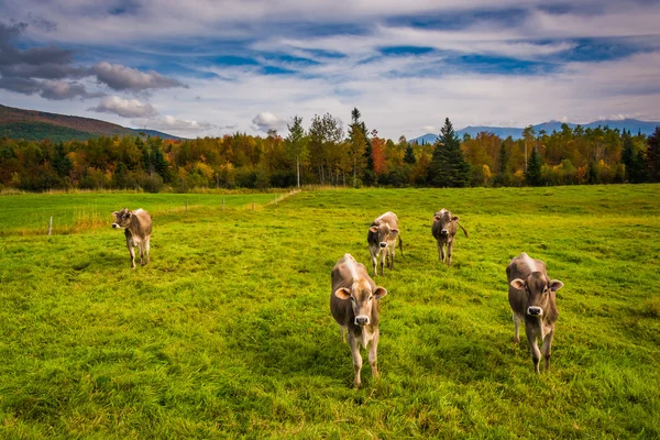 Mucche in un campo agricolo vicino a Jefferson, New Hampshire . — Foto Stock