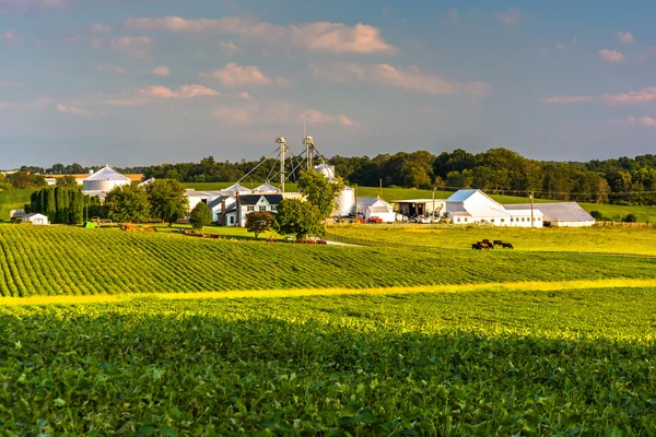 Avondlicht op boerderij velden in Howard County, Maryland. — Stockfoto