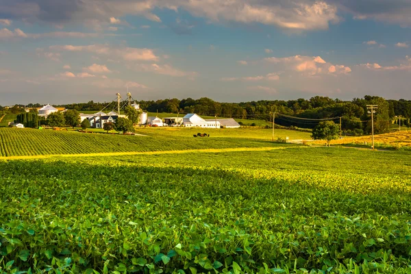 Abendlicht auf Feldern in Howard County, Maryland. — Stockfoto