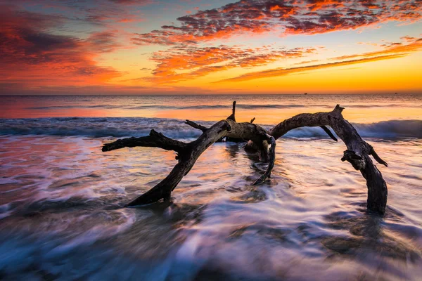 Tree and waves in the Atlantic Ocean at sunrise at Driftwood Bea — Stock Photo, Image
