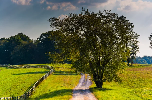 Boom langs een onverharde weg in rural Howard County (Maryland). — Stockfoto