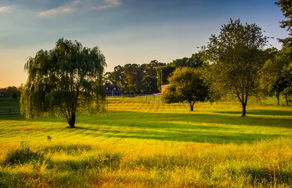 Árboles en un campo en una granja en el condado rural de Howard, Maryland . — Foto de Stock