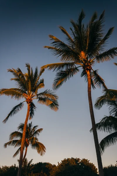 Luz nocturna en palmeras en Singer Island, Florida . — Foto de Stock