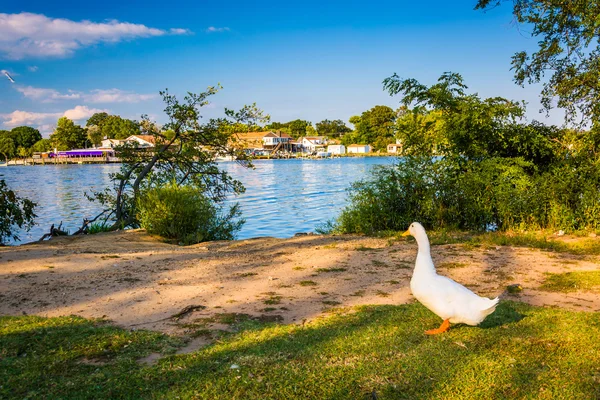 Anka och floden tillbaka på Cox Point Park i Essex, Maryland. — Stockfoto