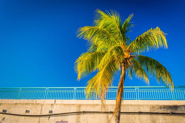 Palm tree and bridge in Singer Island, Florida. — Stock Photo, Image