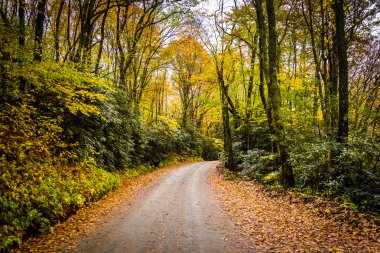 Sonbahar renk Blue Ridge Parkway mo yakınındaki bir toprak yol boyunca
