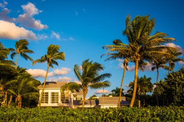 Naples, Florida Beach house ve palmiye ağaçları.