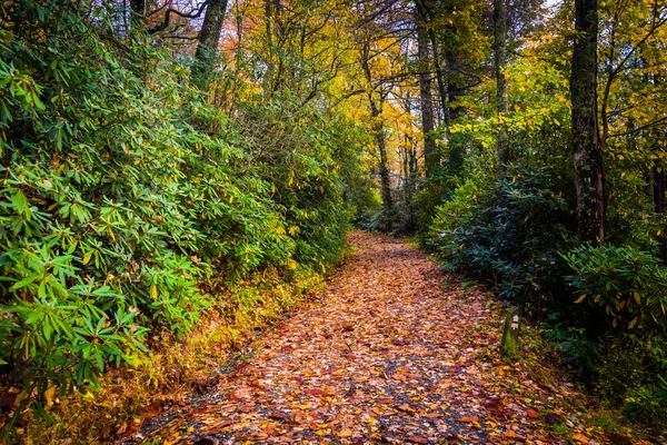 Herfst kleur langs een parcours in Moses H. Cone Park, op de blauwe R — Stockfoto