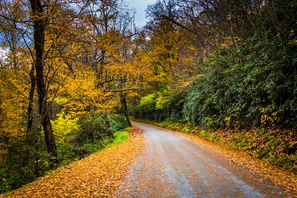 Autumn color along a dirt road near the Blue Ridge Parkway in Mo — Stock Photo, Image